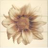 18107-4315 composition 7000 chloe beige  (