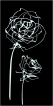 Decor Blancos roses noir