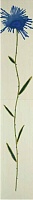 Flowers Verde Inserto E Mix 2