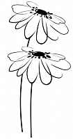 Decor Blancos Flor blanco